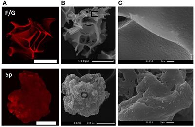 Novel Biodegradable Polymeric Microparticles Facilitate Scarless Wound Healing by Promoting Re-epithelialization and Inhibiting Fibrosis